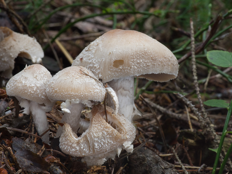 Psathyrella caput-medusae